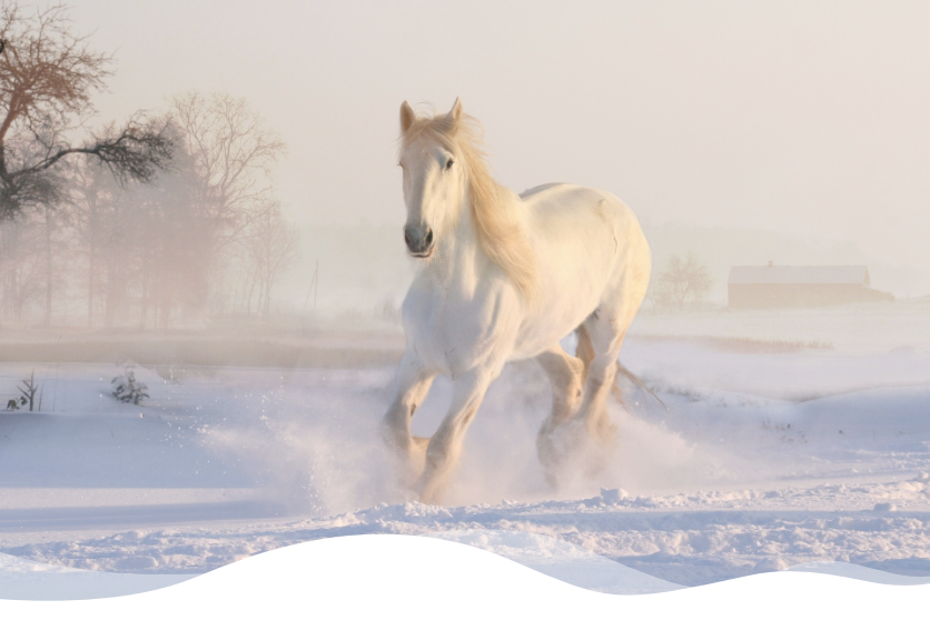 Weißes Pferd im Schnee